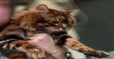 Bengal cats - Advert 1