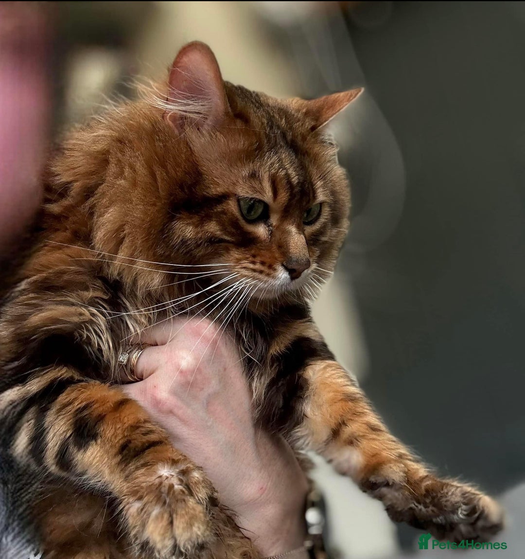 Bengal cats for sale: Cashmere Bengal !!! Don’t miss out 🤩 - Image 3