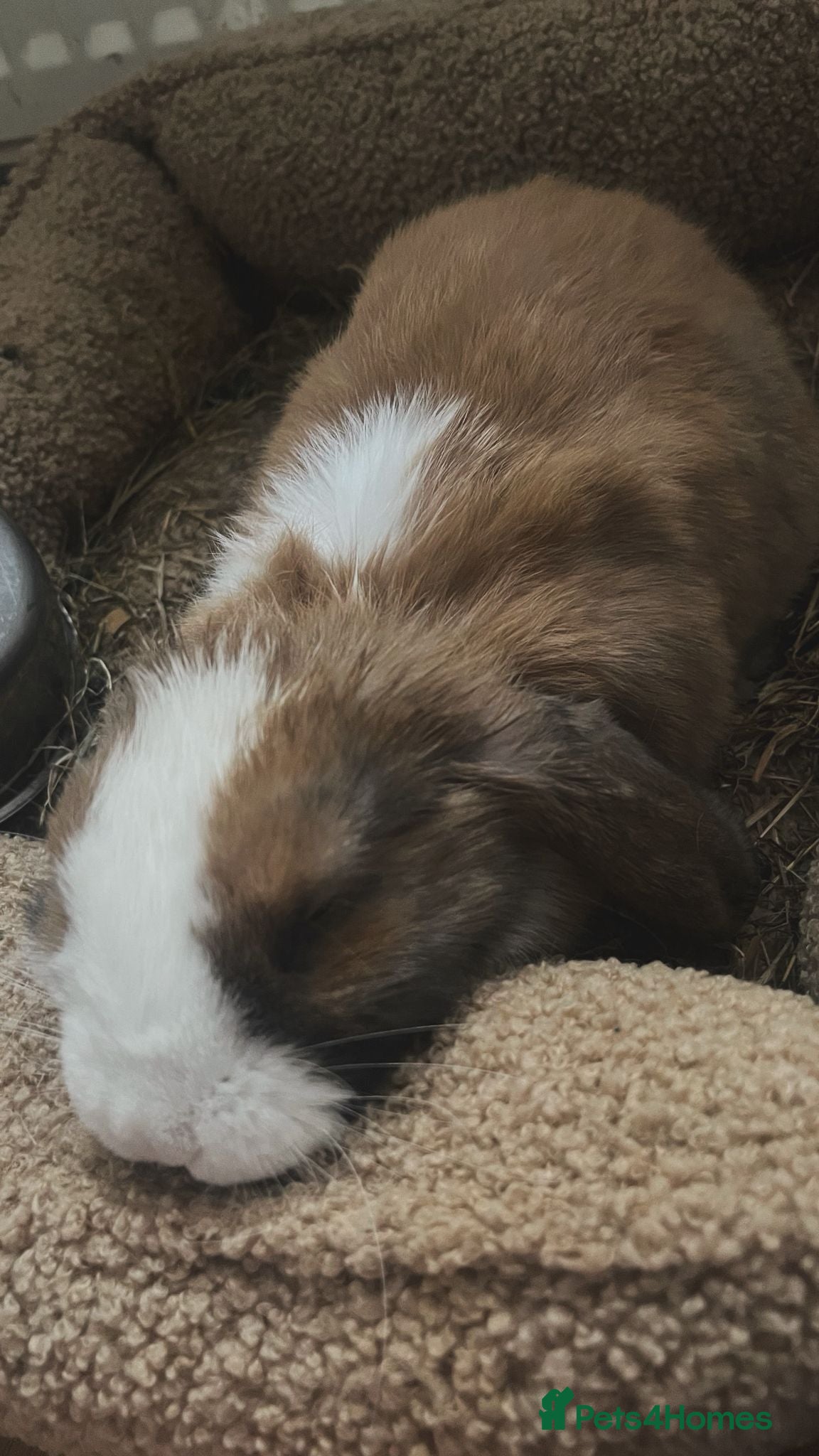 Mixed Breed rabbits for sale: A loving kind family of rabbits - Advert 1