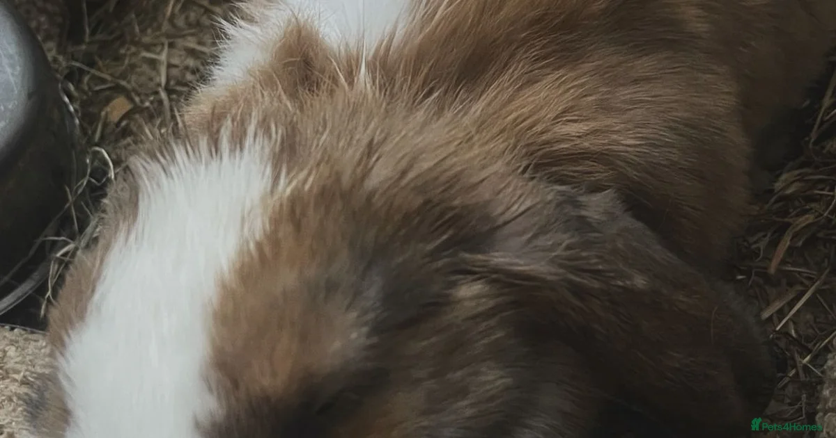 Rabbits for sale | Pets4Homes