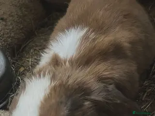 Mixed Breed rabbits for sale: A loving kind family of rabbits - Advert 2
