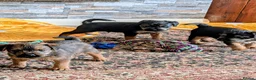Mixed Breed dogs for sale: Border Lakeland terrier cross  - Advert 5