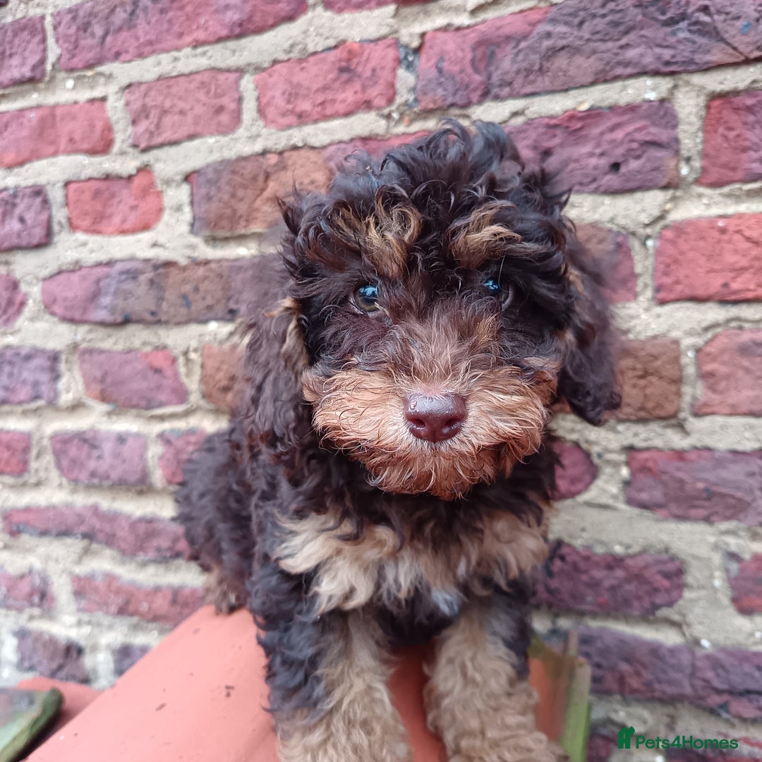Labradoodle dogs for sale: Mini Labradoodles🐾🌟ready 3/1/26 full vaccine🌟🐾 - Advert 17