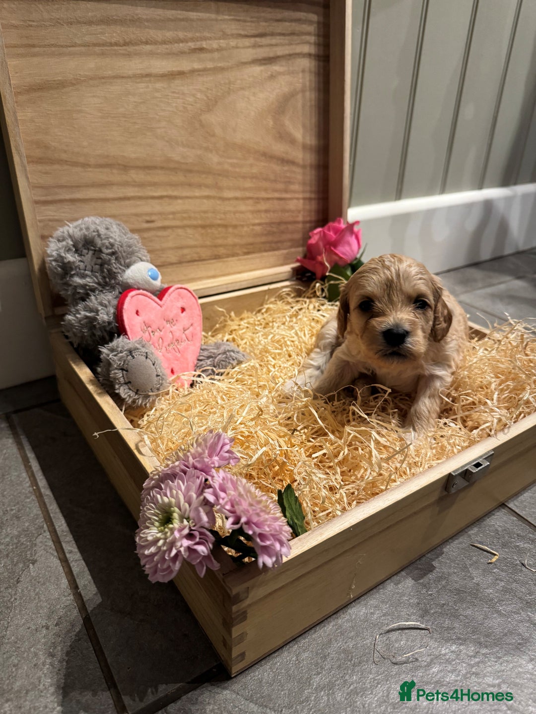 Cavachon dogs for sale: Cavapoochon puppies for sale - Advert 17