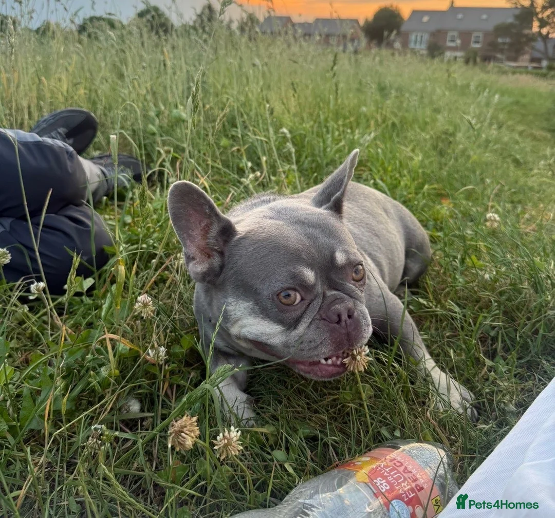 French Bulldog dogs for sale: 2 year old lilac and tan female French bulldog  - Advert 2