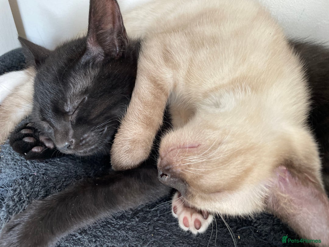 Mixed Breed cats for sale: 4 beautiful kittens looking new home 🩷 - Image 2