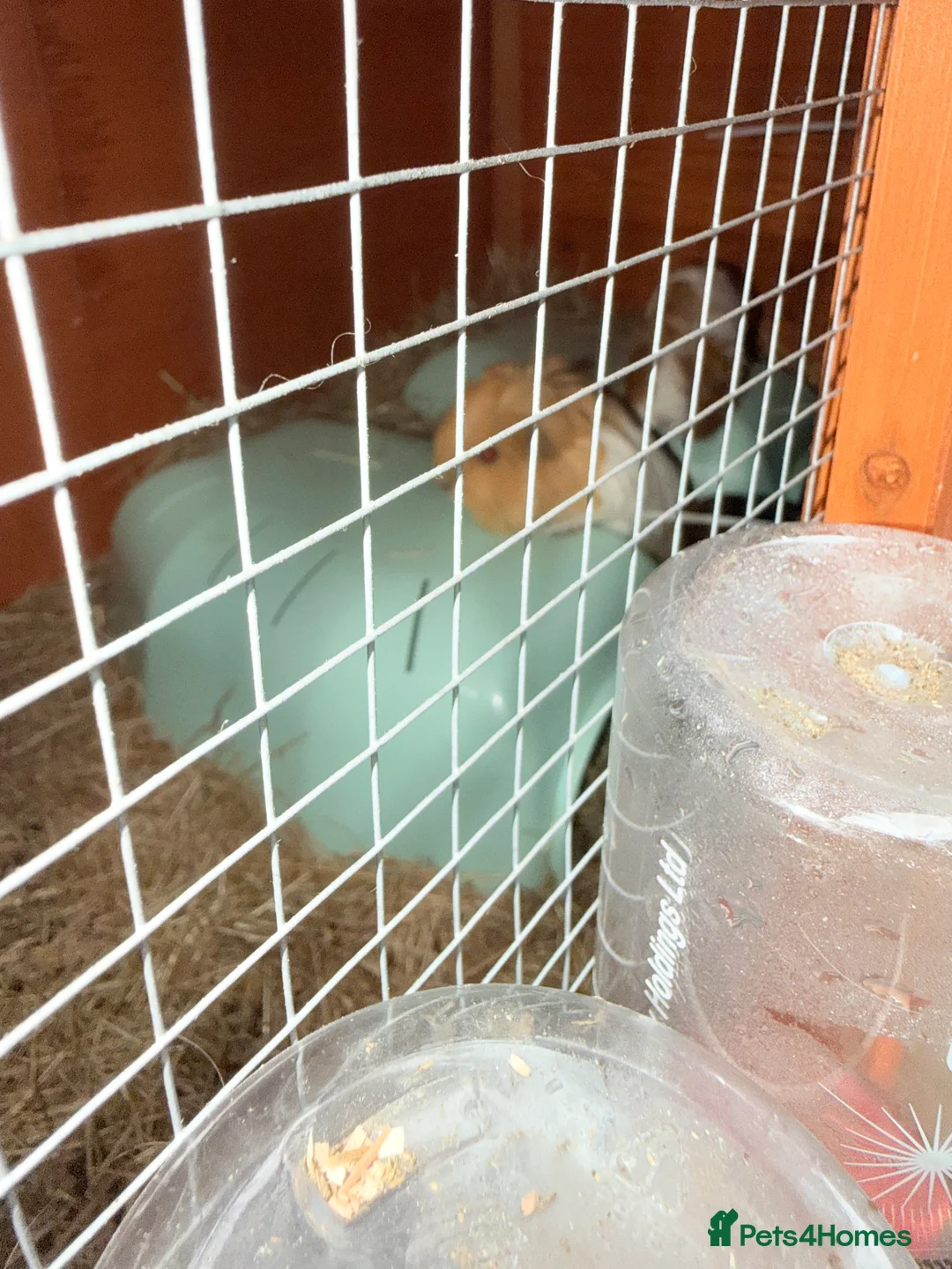 Guinea Pig rodents for sale: Guinea Pigs - Advert 4