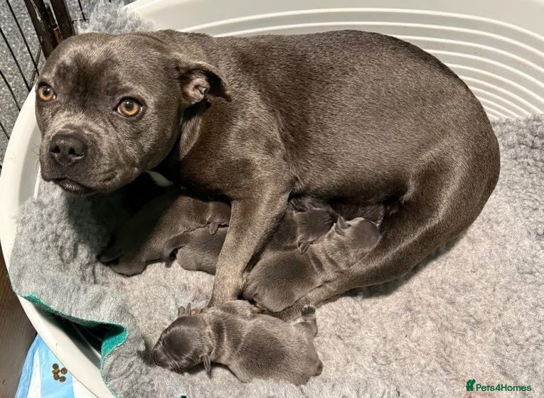 Staffordshire Bull Terrier dogs for sale: Energetic staffy playful puppies for new families. in Rugby - Advert 7