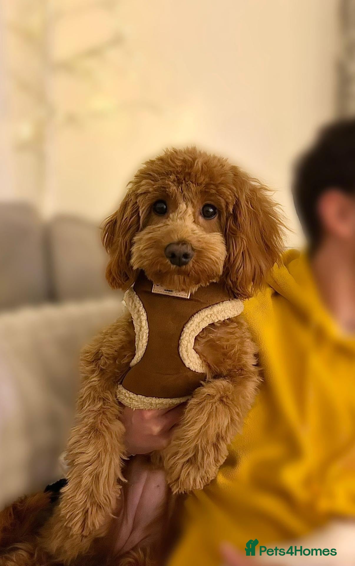 Cavapoo dogs Red cavapoo female  - Advert 15