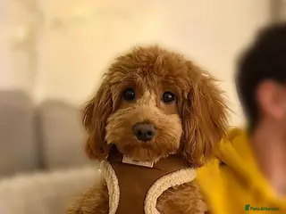 Cavapoo dogs Red cavapoo female - Advert 15