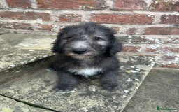 Bedlington Terrier dogs for sale: Super friendly KC Reg. CT Clear Male Puppy - Image 3