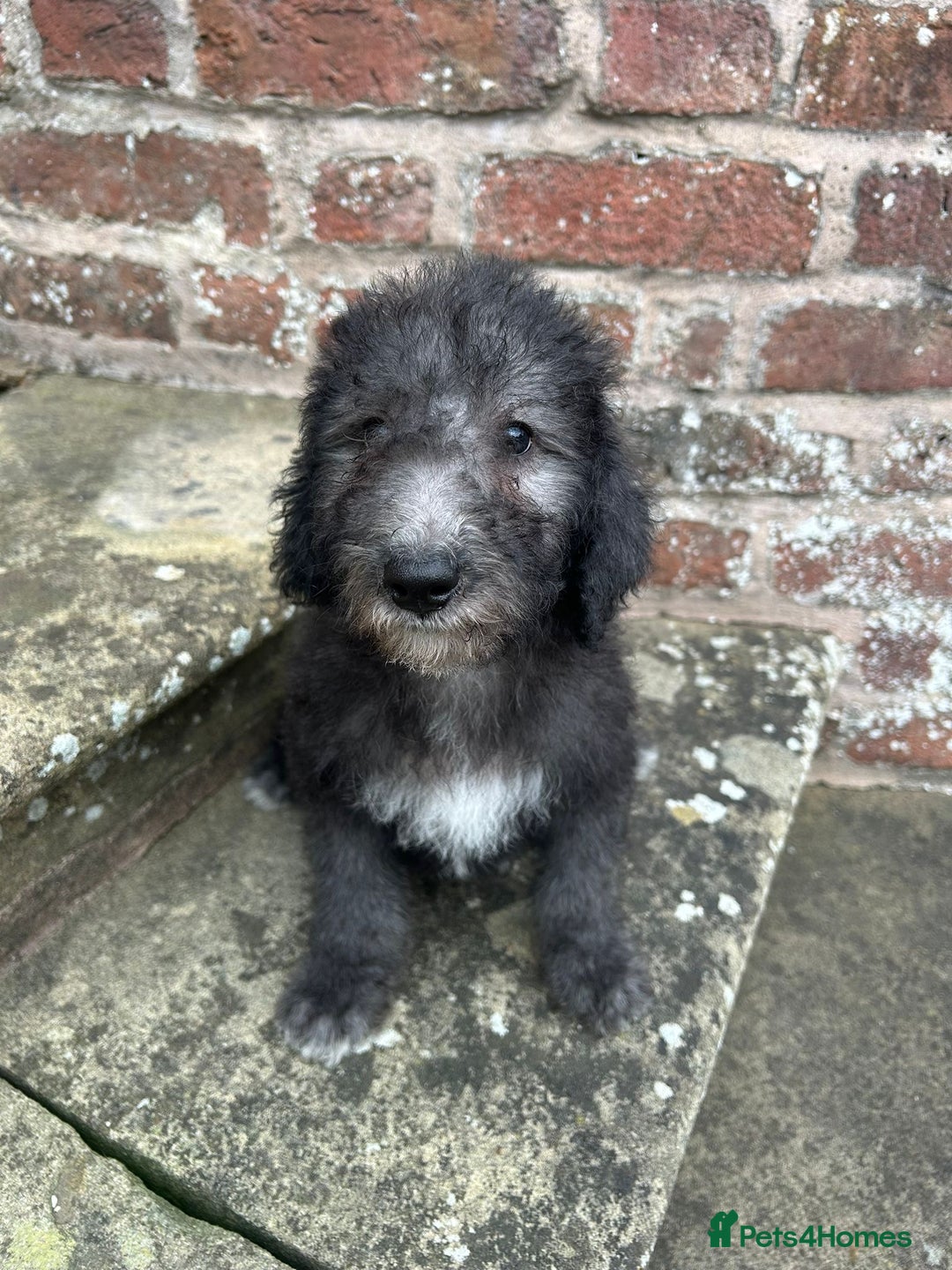 Bedlington Terrier dogs for sale: Super friendly KC Reg. CT Clear Male Puppy - Image 3
