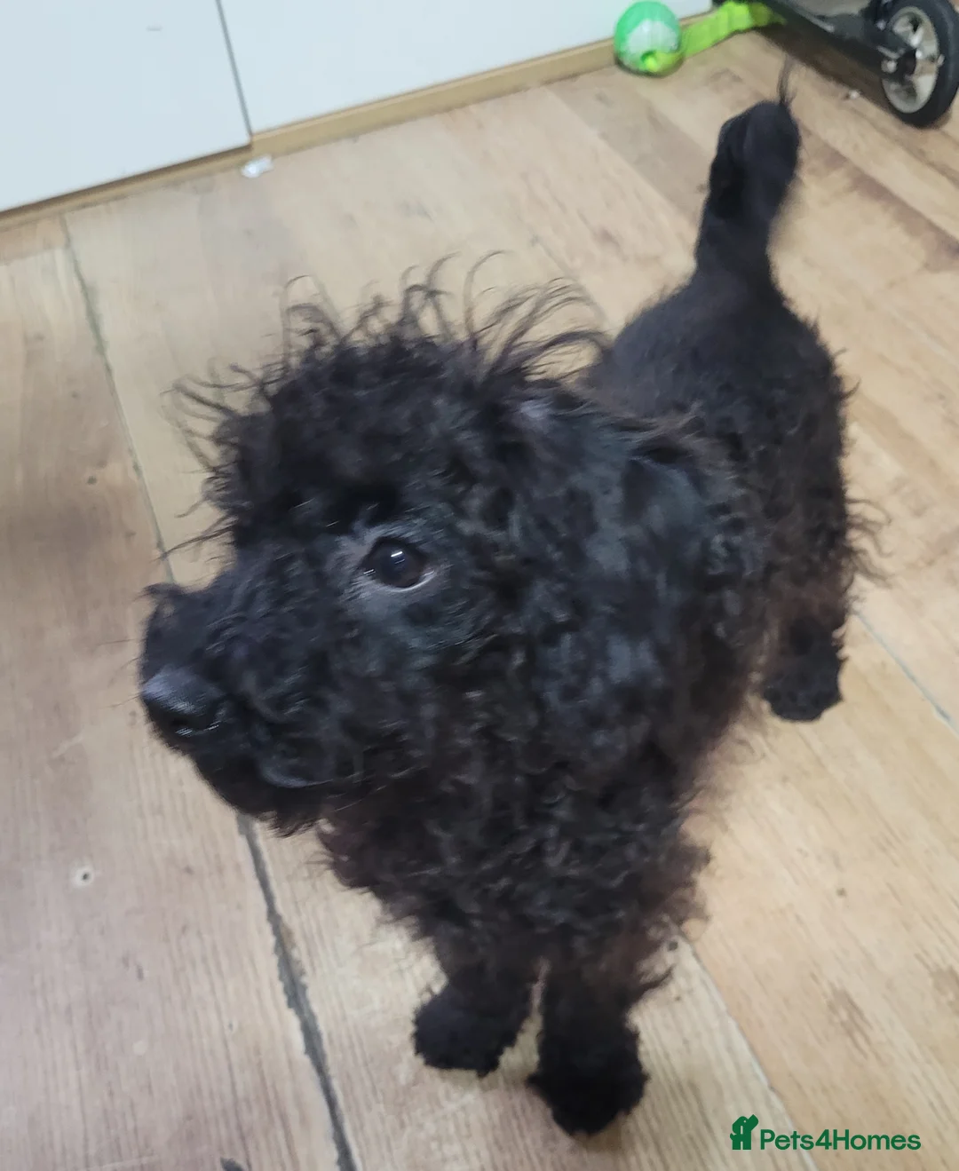 Labradoodle dogs for sale: Labradoodle puppies - Advert 32