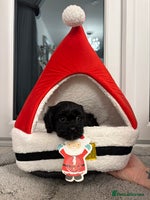 Cavapoo dogs F2 cava poo puppies - Advert 3