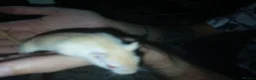 Gerbil rodents for sale: Gerbils. Mixed colour,mixed sex. in Kettering - Advert 5