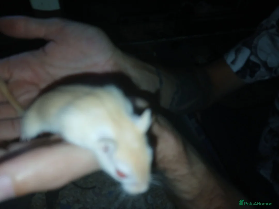 Gerbil rodents for sale: Gerbils. Mixed colour,mixed sex. in Kettering - Advert 5