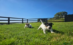 Jack Russell dogs for sale: Traditional Jack Russell Puppies - Image 4
