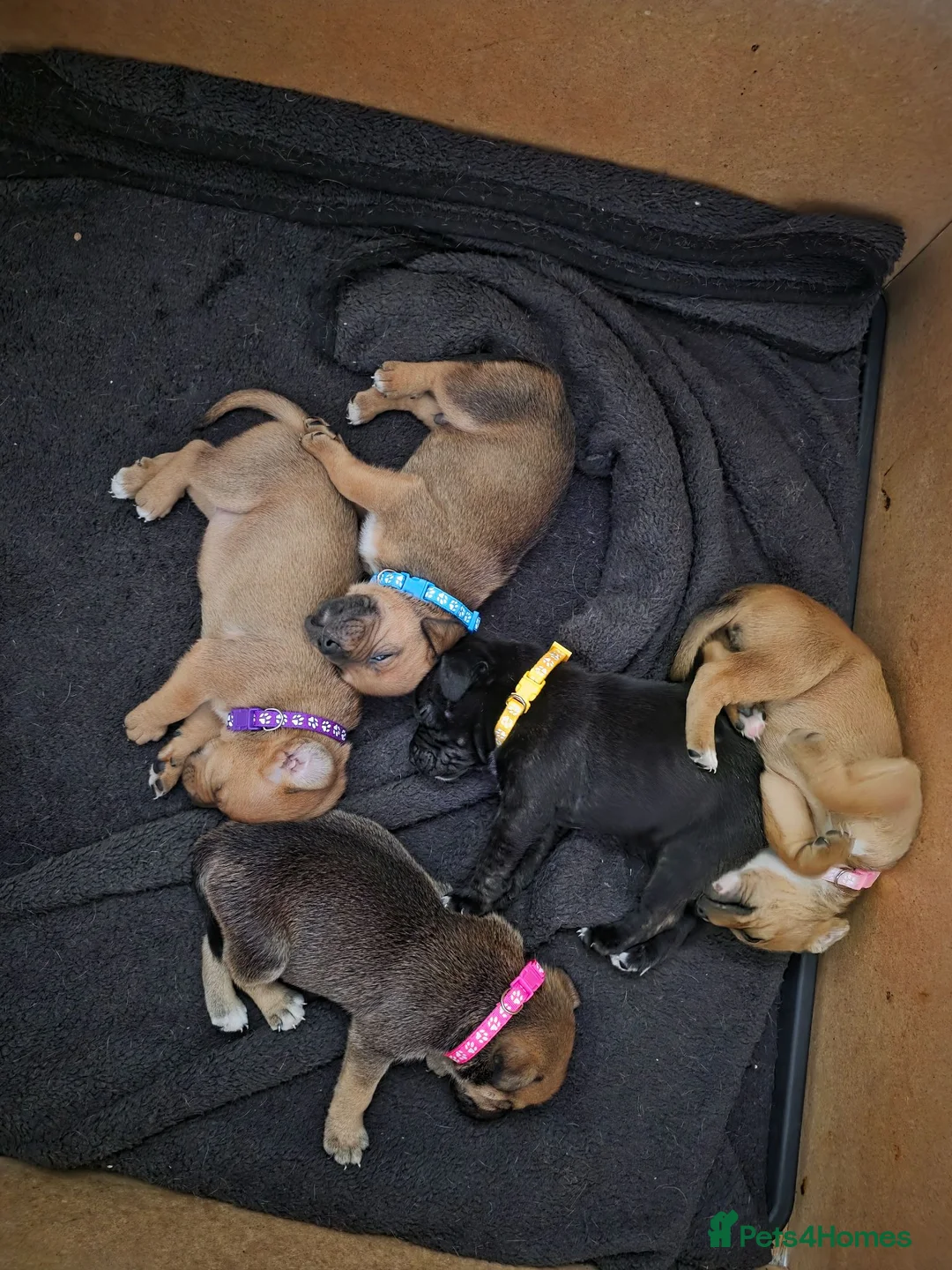 Staffordshire Bull Terrier dogs for sale: 5 beautiful staffordshire bull terriers in Dewsbury - Advert 7