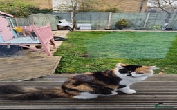 Mixed Breed cats for sale: Sweet calico kitten left - Image 5