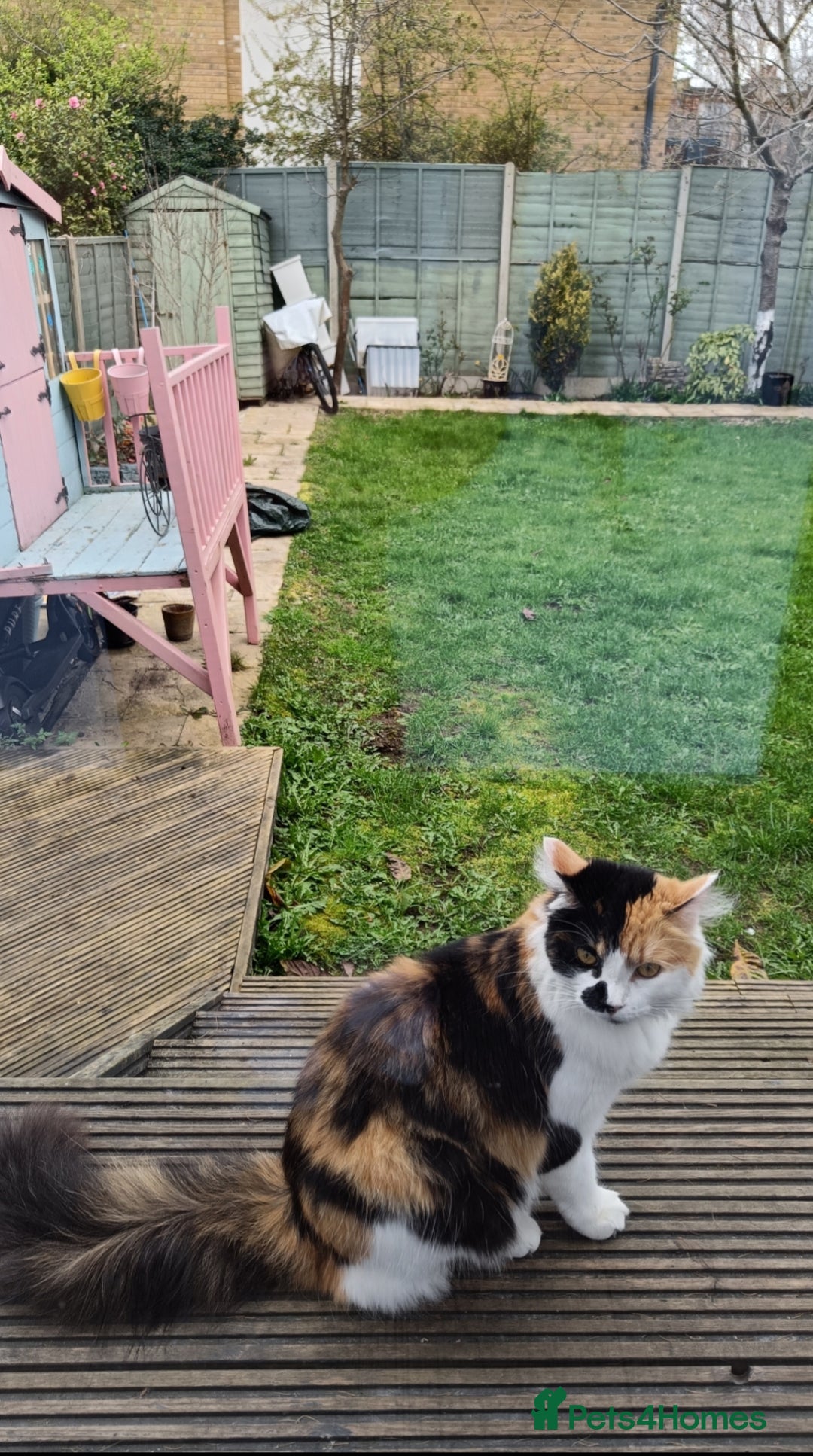 Mixed Breed cats for sale: Sweet calico kitten left - Image 5