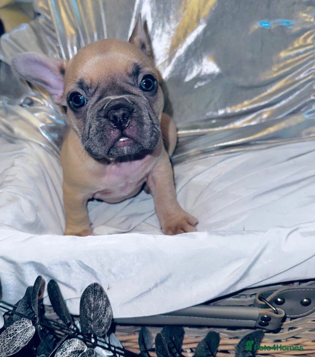 French Bulldog dogs for sale: French Bulldogs  - Image 9