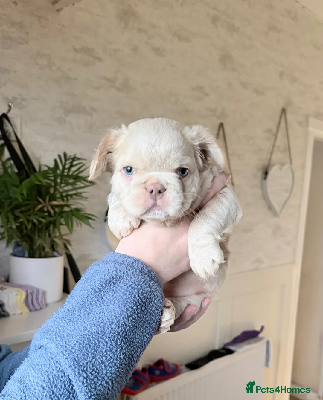 French Bulldog dogs for sale: 💥OUTSTANDING QUALITY FRENCHBULLDOG PUPS💥 - Advert 1