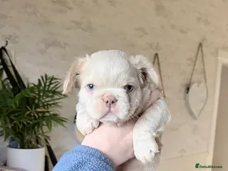 French Bulldog dogs 💥OUTSTANDING QUALITY FRENCHBULLDOG PUPS💥 - Advert 10