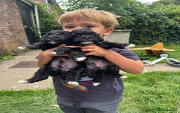 Maltipoo dogs for sale: Gorgeous tiny toy Maltipoo puppies  - Image 7