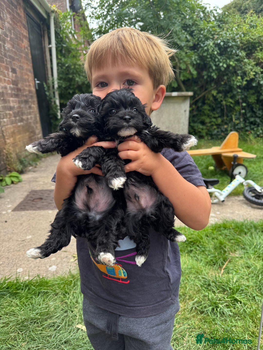 Maltipoo dogs for sale: Gorgeous tiny toy Maltipoo puppies  - Image 7