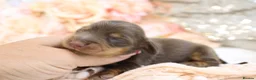 Miniature Dachshund dogs for sale: KC Longhair Miniature Dachshunds - Advert 22