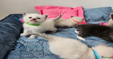 Ragdoll cats - Advert 13