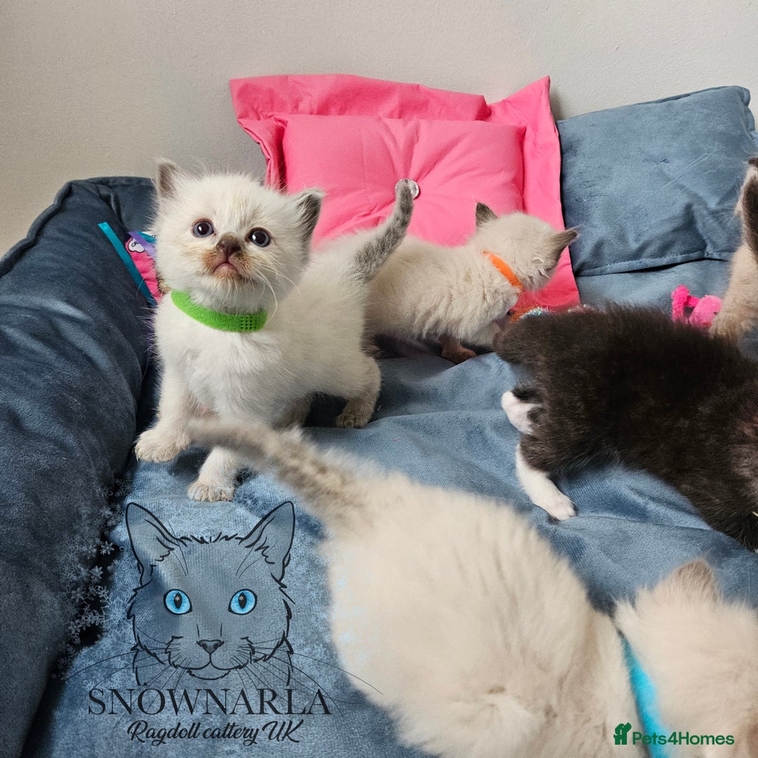 Ragdoll cats for sale: 3 Tica Boys Genetic test Certyficate HCM and PKD  - Image 5
