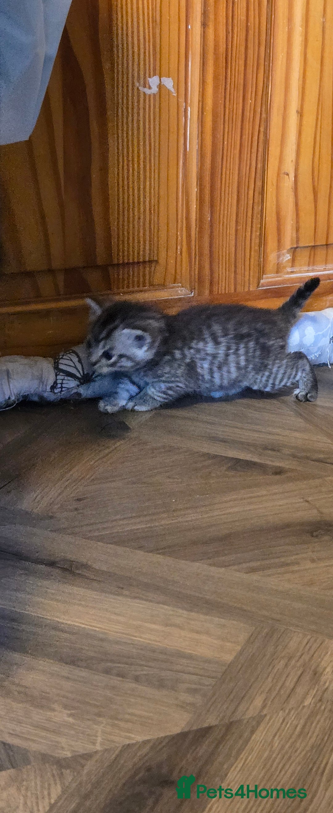 Mixed Breed cats for sale: Mother + 6 Kittens (All together)  - Image 6
