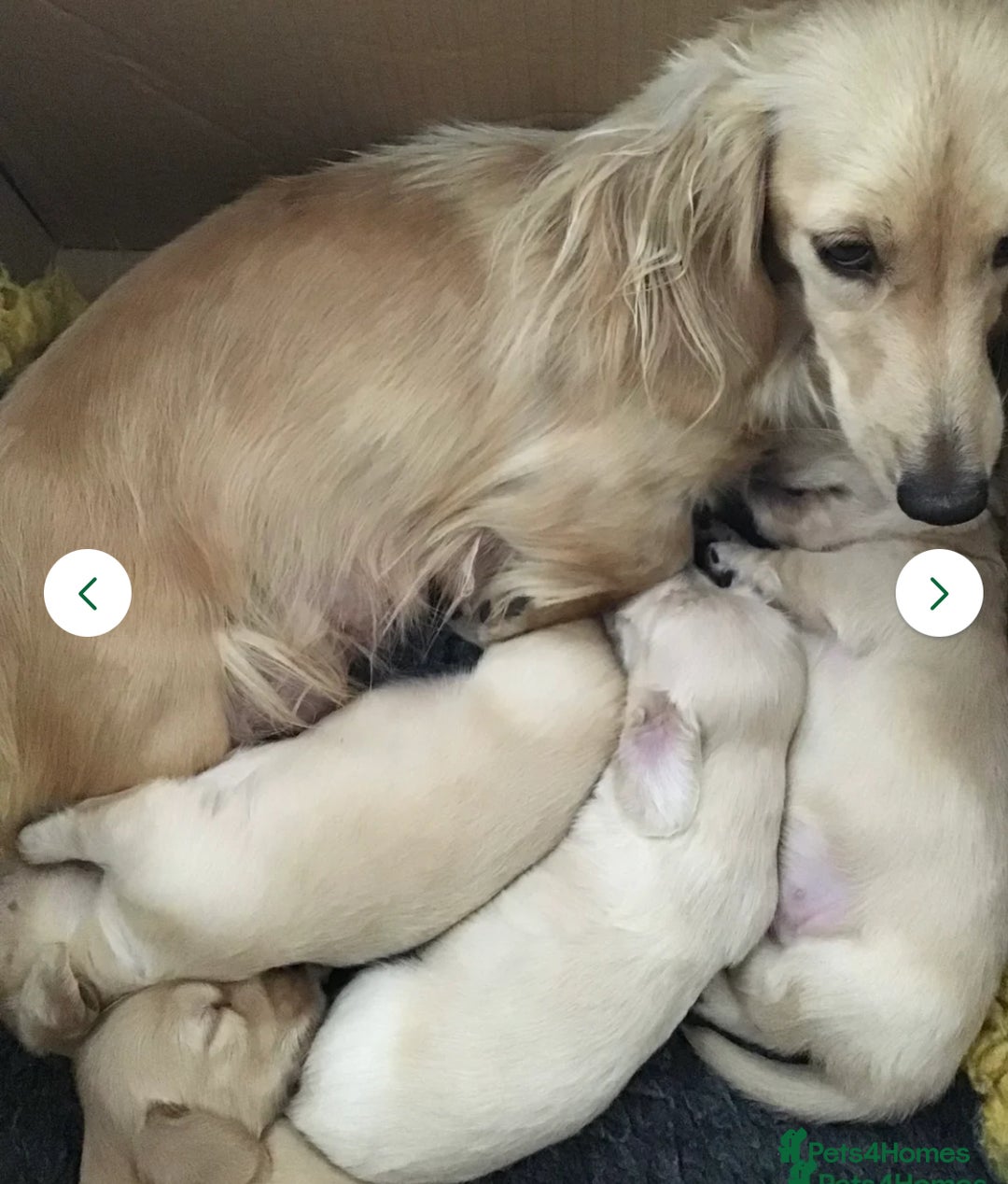 Miniature Dachshund dogs for stud: KENSESQUI BAILEYS TIRAMISU  in Lewes - Image 6