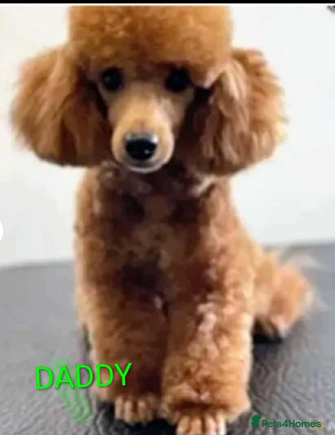 Maltipoo dogs for sale: 💫EXCEPTIONAL LUXURY F1 MALTIPOO PUPPIES🩷🩵🩷 - Advert 14