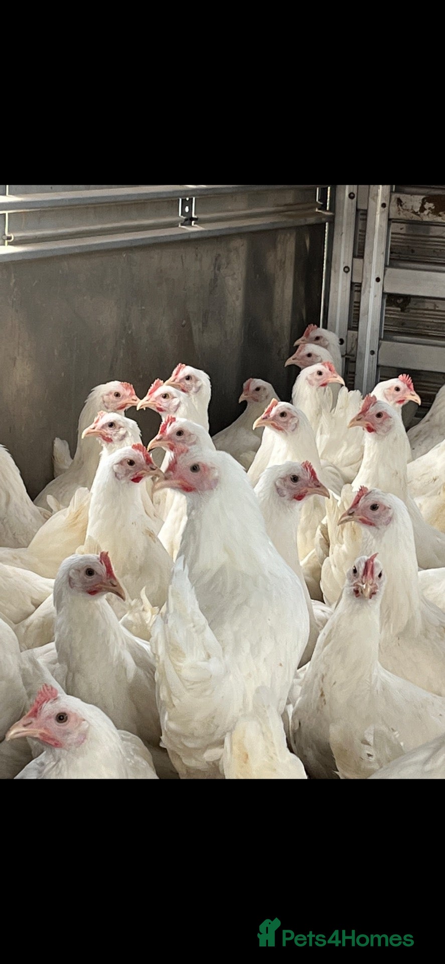 Chickens poultry for sale: Pol white stars (read full description) - Advert 2