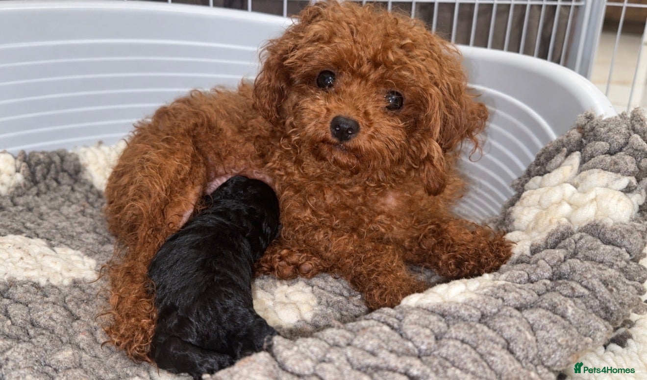 Toy Poodle dogs ASIAN TOY POODLE (import) 🩵  - Advert 1