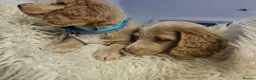 Miniature Dachshund dogs for sale: 🐾A rare pair of identical twins mini dachshunds🐾 - Advert 24