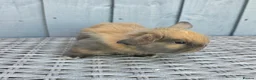 Mini Lop rabbits for sale: 3 Baby mini lops ready to reserve - Advert 3