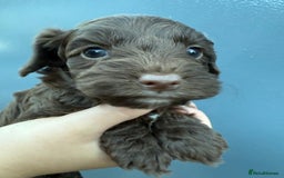 Cockapoo dogs for sale: Merle & Chocolate Cockapoo puppies - Image 7