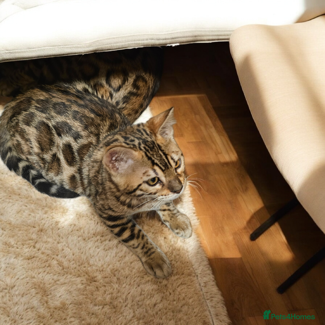 Bengal cats for sale: bengal  - Advert 1