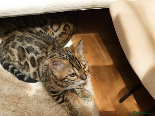 Bengal cats bengal - Advert 2