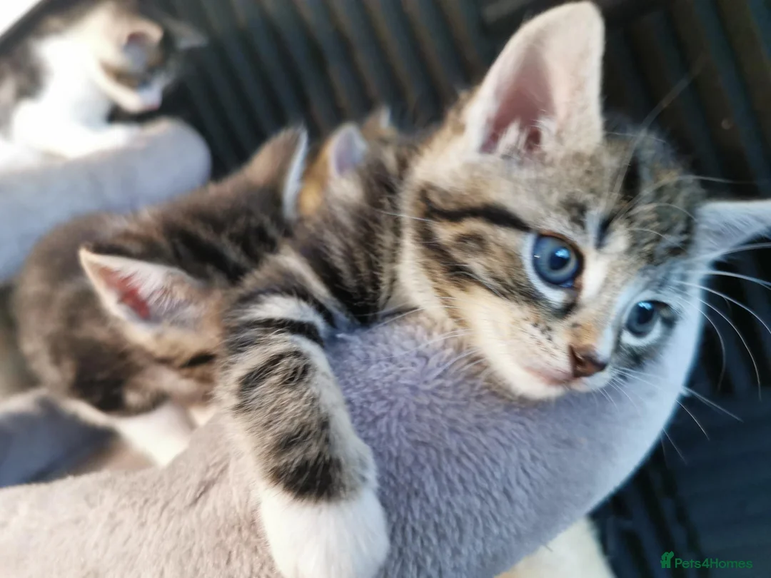 Mixed Breed cats for sale: Extra-cuddly, hand-reared, vet checked kittens  - Advert 22