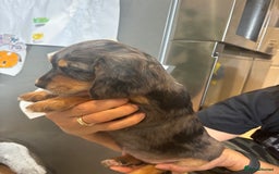 Cocker Spaniel dogs for sale: Cute show type very rare colours dna health tested - Image 16