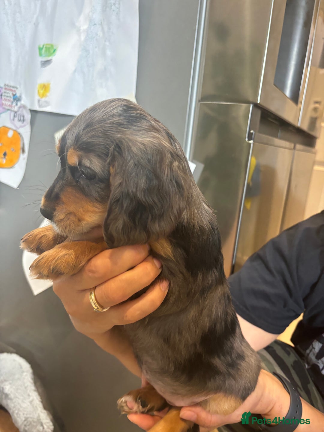 Cocker Spaniel dogs for sale: Cute show type very rare colours dna health tested - Image 16