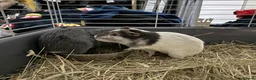 Guinea Pig rodents for sale: Guinea pig boars  - Advert 8