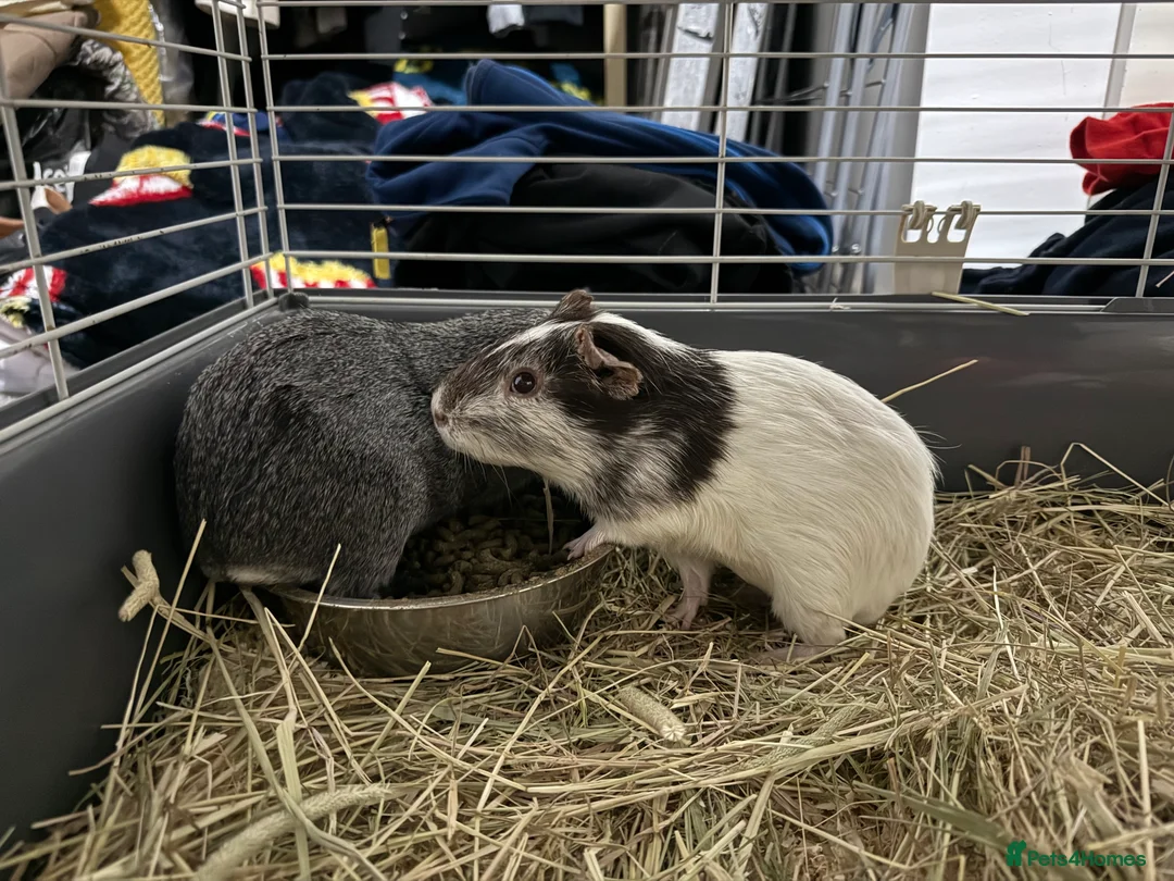 Guinea Pig rodents for sale: Guinea pig boars  - Advert 8