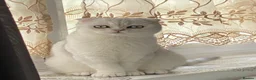 Scottish Fold cats for sale: Bella - Advert 15