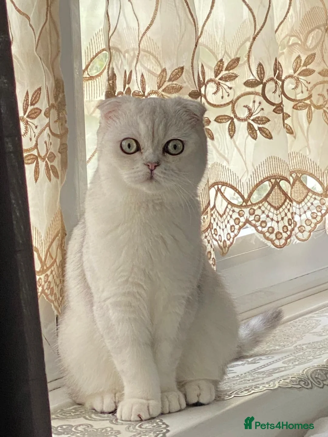 Scottish Fold cats for sale: Bella - Advert 15