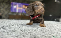Miniature Dachshund dogs for sale: Longhaired miniature dachshund puppies KC reg. - Image 9